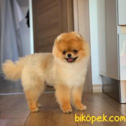 9 Aylık Erkek Scr Sertifikalı Boo Oğlumuz 5
