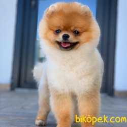 9 Aylık Erkek Scr Sertifikalı Boo Oğlumuz 2