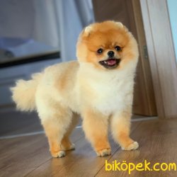 9 Aylık Erkek Scr Sertifikalı Boo Oğlumuz 4