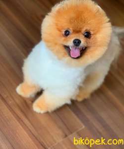 9 Aylık Erkek  Teddy Bear Pomeranian Boo Yavrumuz 1