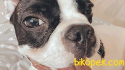 9 Aylık French Bulldog Dişi 3