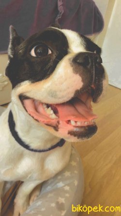 9 Aylık French Bulldog Dişi 2
