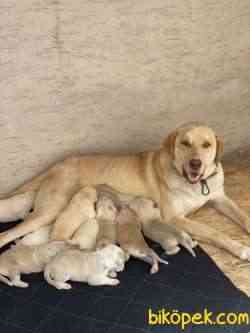 9 Tane Yavru Köpeğimize Yeni Sahipler Arıyoruz 1