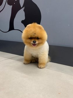 SAFKAN VE SAĞLIKLI POMERANİANBOO 2