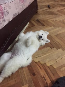 SAHİBİNDEN EĞİTİMLİ SAFKAN SAMOYED YAVRUSU 2