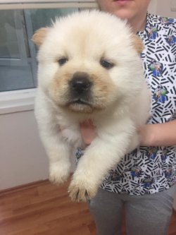 Satılık Chow Chow Çi̇n Aslanı Yavrularımız 1