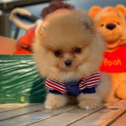 Yarışma Düzeyi PomeranianBoo Yavrularımız 1