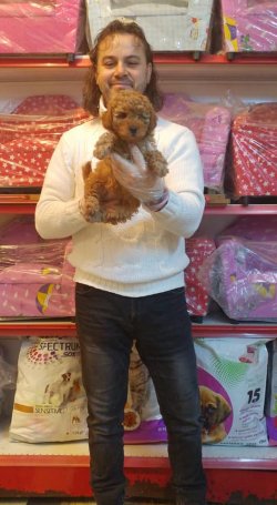 POODLE -TOY 3