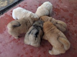 KIZIL VE BEYAZ CHOW CHOW ÇİN ASLANI YAVRULARI 2