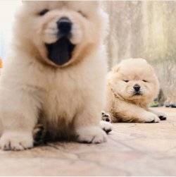 Chow Chow Çi̇n Aslanı Yavrularımız 2