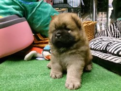 CHOW CHOW YAVRULARIMIZ SIZLERI BEKLIYO 3