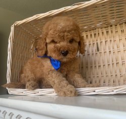 Toy Poodle Red Orjinal Yavrularımız 3