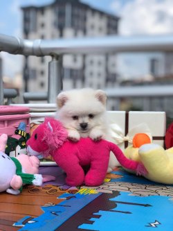 Pomerani̇an Boo 3