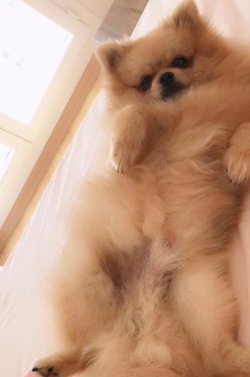 Lokum Pomeranian 2