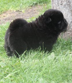 Kızıl Chow Chow Çin Aslanı Yavruları 2