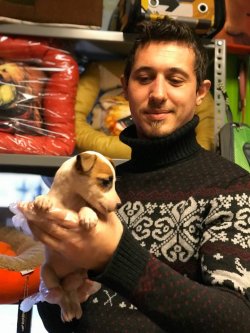 Kısa Bacak Jack Russel Yavruları 2