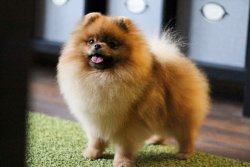 POMERANNIAN BOO YAVRULARIMIZ 3