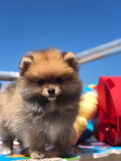 Pomerani̇an Boo 4