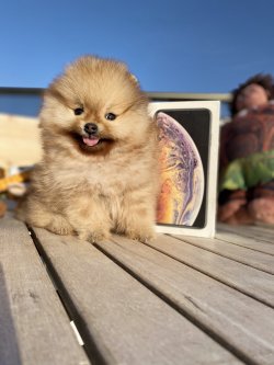 Orjinal Büyümeyen Cins Pomeranian Boo 1