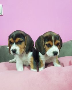 Beagle Yavrularımız 2