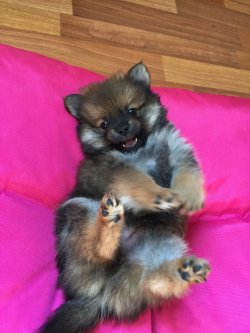 Sahibinden Parti Color Pomeranian 3