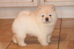 Chow Chow Yavruları 3