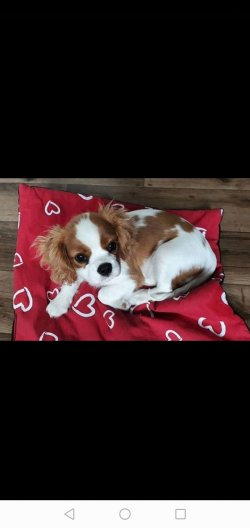 King Charles Baby Face Yavru 2