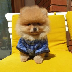 Boo Pomeranian Tedy Bear Yavrular 1