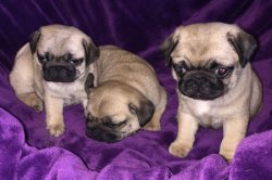 PUG MOPS YAVRULARIMIZ 4