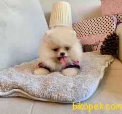 Beyaz Boo Pomeranian Yavrular 3