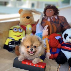 TeddyBear Yüz Yapısına Sahip PomeranianBoo Kızımız 4