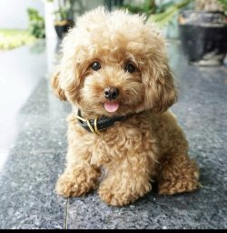 Orjinal Toy Poodle ‘’ Poki ‘ 1