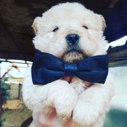 RUHSATLI KÖPEK ÇİFTLİĞİNDEN CHOWCHOW YAVRULARI 2