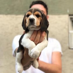Satılık Elizabeth Beagle Yavruları 2