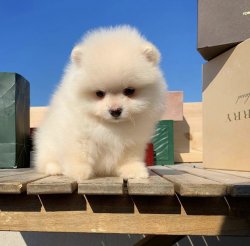 Kar Beyazı Teddybear Pomeranianboo Yavrularımızdan 4