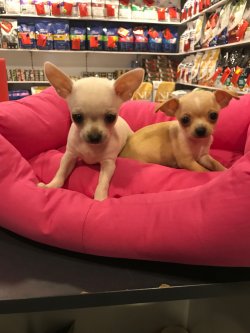 Chihuahua Yavrularımız Son Kalite 2