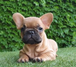 FAWN FRENCH BULLDOG BEBEKLER 1