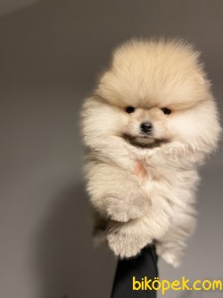 Orjinal Pomeranian Yavruları İçin İletişime Geçin 4