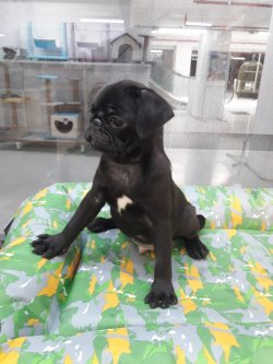 Pug Da Kalite 1