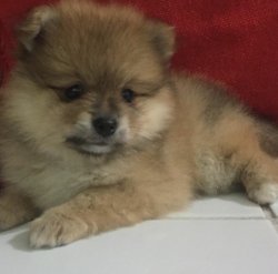 5 Aylık Erkek Pomerian Leo 1