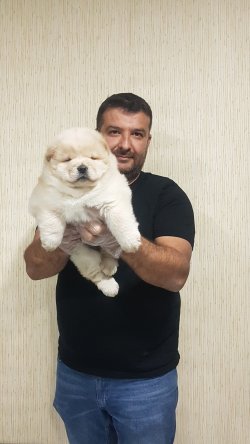 Mor Dilli Aslan Yavruları CHOW CHOW 2