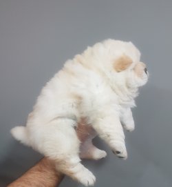 Satılık Chow Chow Yavruları 2