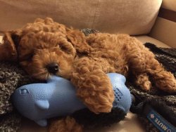 Red Toy Poodle 1