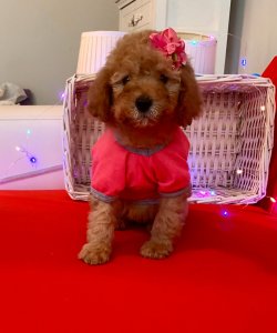RED BROWN POODLE YAVRULAR 3