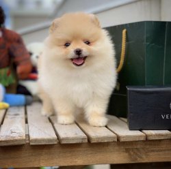 Özel Teddybear Yüz Yapısına Sahip Pomeranianboo 5