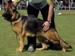 SECERELİ ALMAN ÇOBAN KÖPEĞİ 3