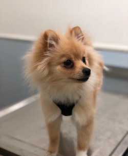 5 Aylık Erkek Pomerian Leo 3