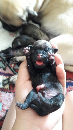 Satılık Pug 4 Temmuz Doğumlu 2 Erkek 1 Dişi İ̇steyenler İ̇letişime Geçebilir 1