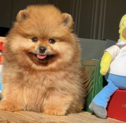 Üst Segment Küt Burun PomeranianBoo 1