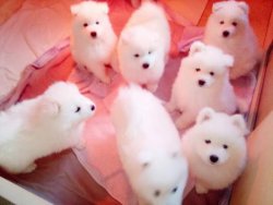 PAMUK GİBİ SAMOYED YAVRULARI 4